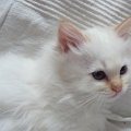 red_roxette_100405