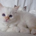 red_roxette_100405_3