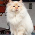 red_roxette_110320_2