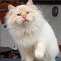 red_roxette_110320_3